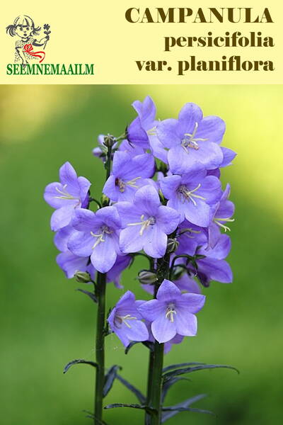 Колокольчик персиколистный (карликовая форма) Campanula persicifolia var. planiflora